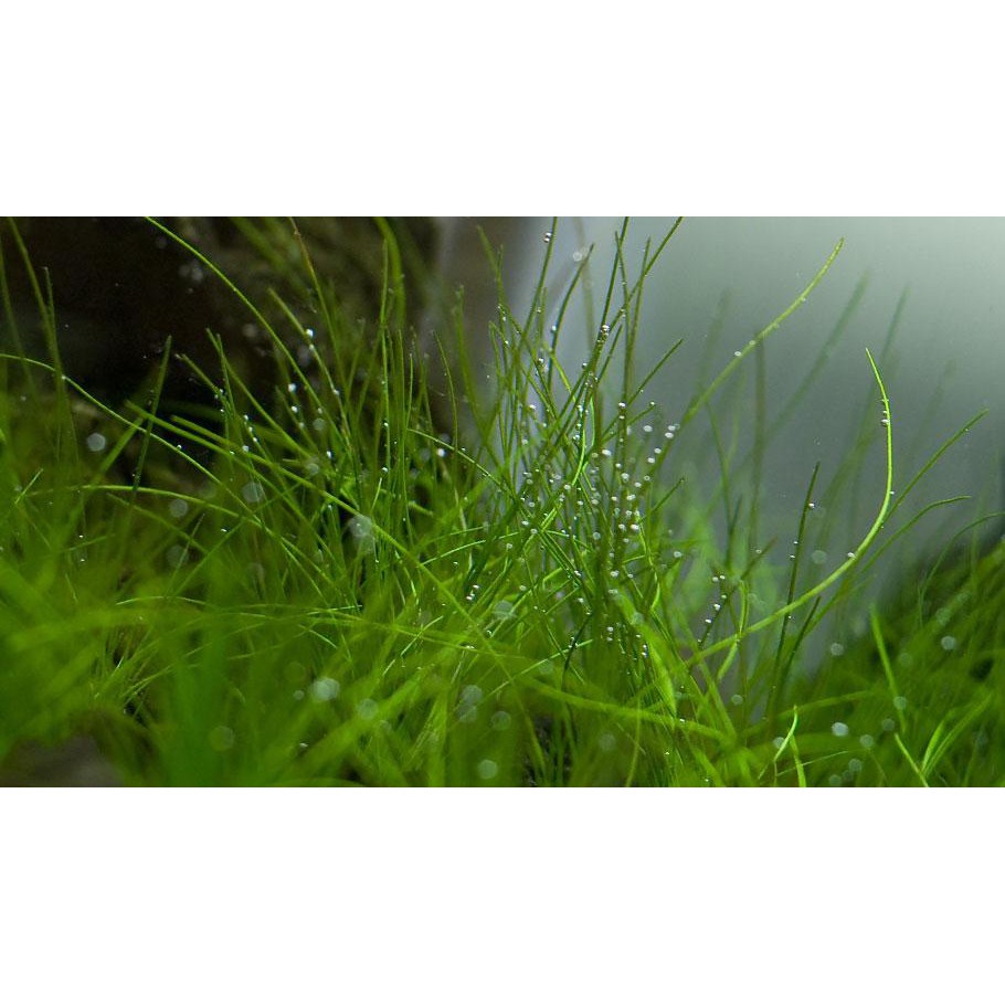 Cây Cỏ Ngưu mao chiên