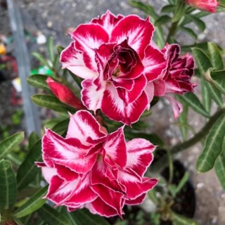 Sứ ghép màu mới Black