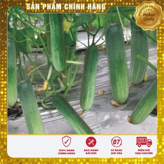 Bộ gói hạt giống Dưa chuột nếp ta