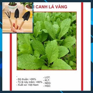 Hạt giống Cải Canh Lá Vàng 15gr ~4000 Hạt TẶNG BỘ LÀM VƯƠN MINI