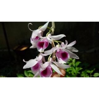 Phi điệp tím hòa bình