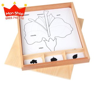 Giáo cụ Montessori - Hộp thẻ học 3 phần thực vật
