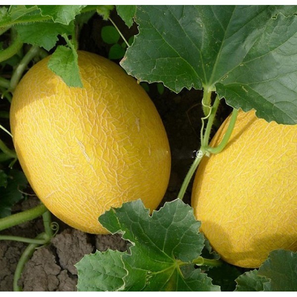 Hạt Giống Dưa Lưới Vàng Chịu Nhiệt  - Giòn Ngọt, Giàu Vitamin, Năng Suất Cao - MUA 3 TẶNG 1 CÙNG LOẠI