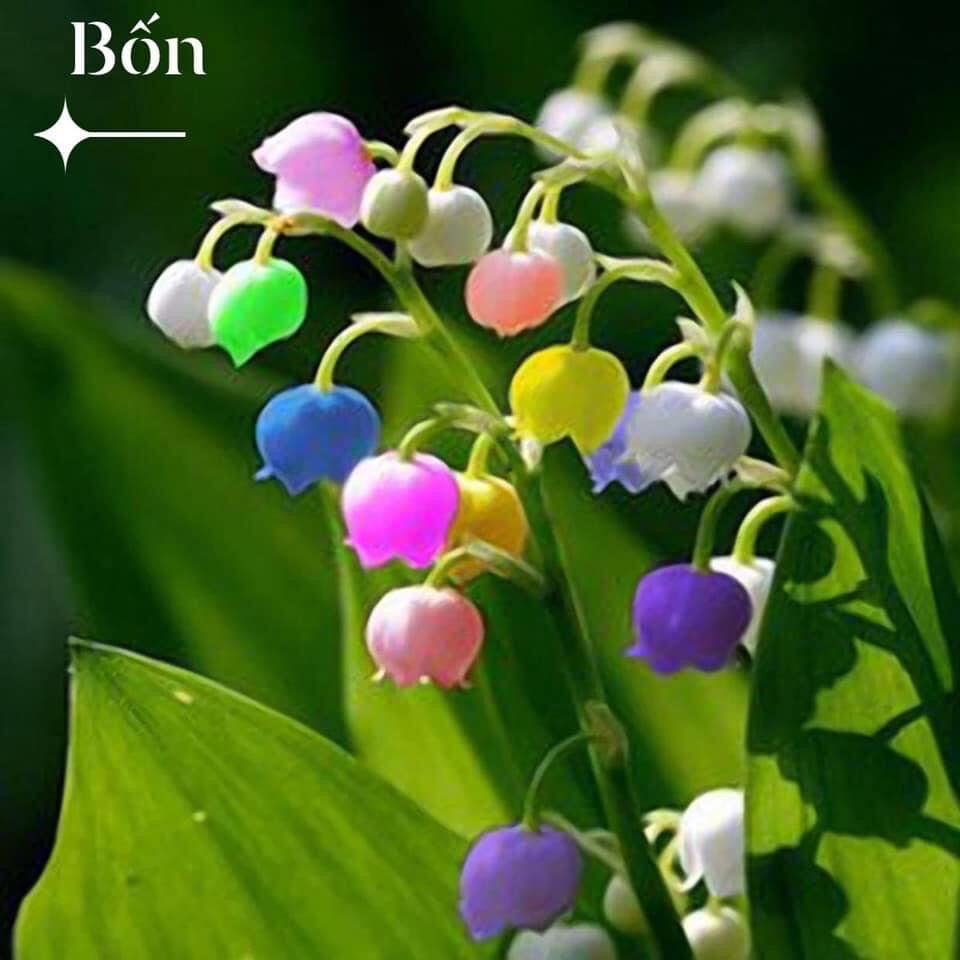 Hoa Lan chuông(1 bó đủ màu( HOA TẾT
