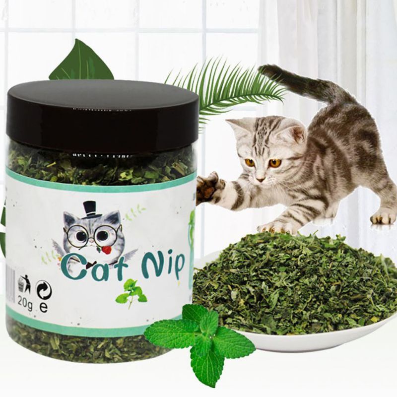 Cỏ bạc hà khô cho mèo cưng chất lượng