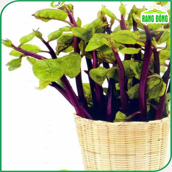 Hạt giống Mồng Tơi Đỏ dễ trồng, ít sâu bệnh, chịu nhiệt tốt - Hạt giống Rạng Đông