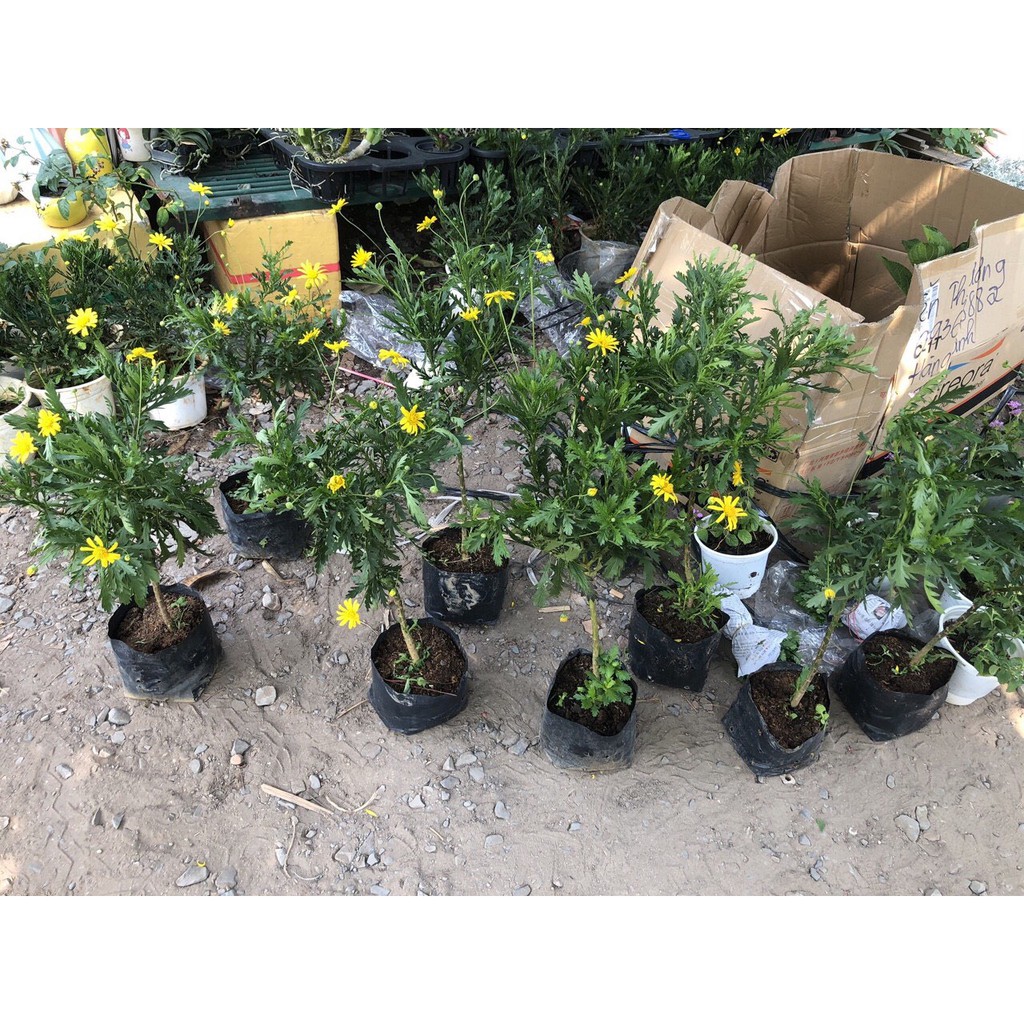 Cây cúc thân gỗ dáng TREE đang sẵn hoa nhiều nụ, cây lâu năm dễ trồng - Trang Flower