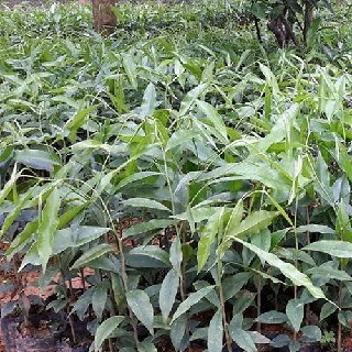 Combo 5 cây giống trầm hương