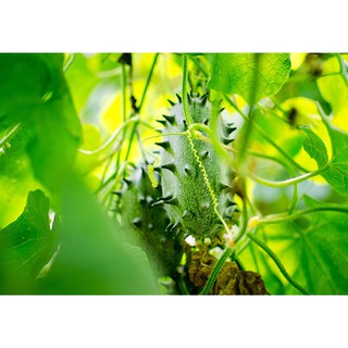 Hạt giống Dưa chuột lửa - Gói 5 hạt