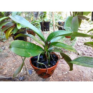 1 KG Than Củi Trồng Lan