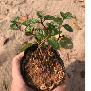 1 bầu cây giống rau Húng Lủi (Bạc Hà Âu)