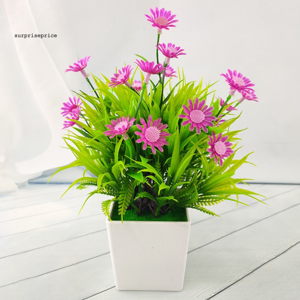 Spa 1 Bộ Chậu Cây Bonsai Thực Tế Bắt Mắt