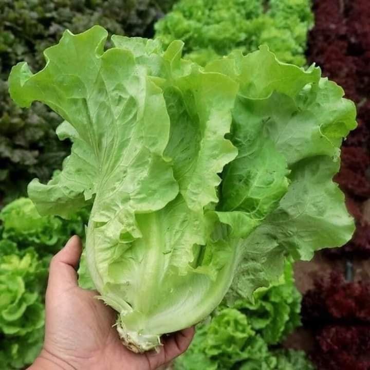 HẠT GIỐNG RAU XÀ LÁCH GÓI 5GR