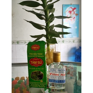 COMBO 3 CHAI TINH DẦU TRÀM TÁM SỬ