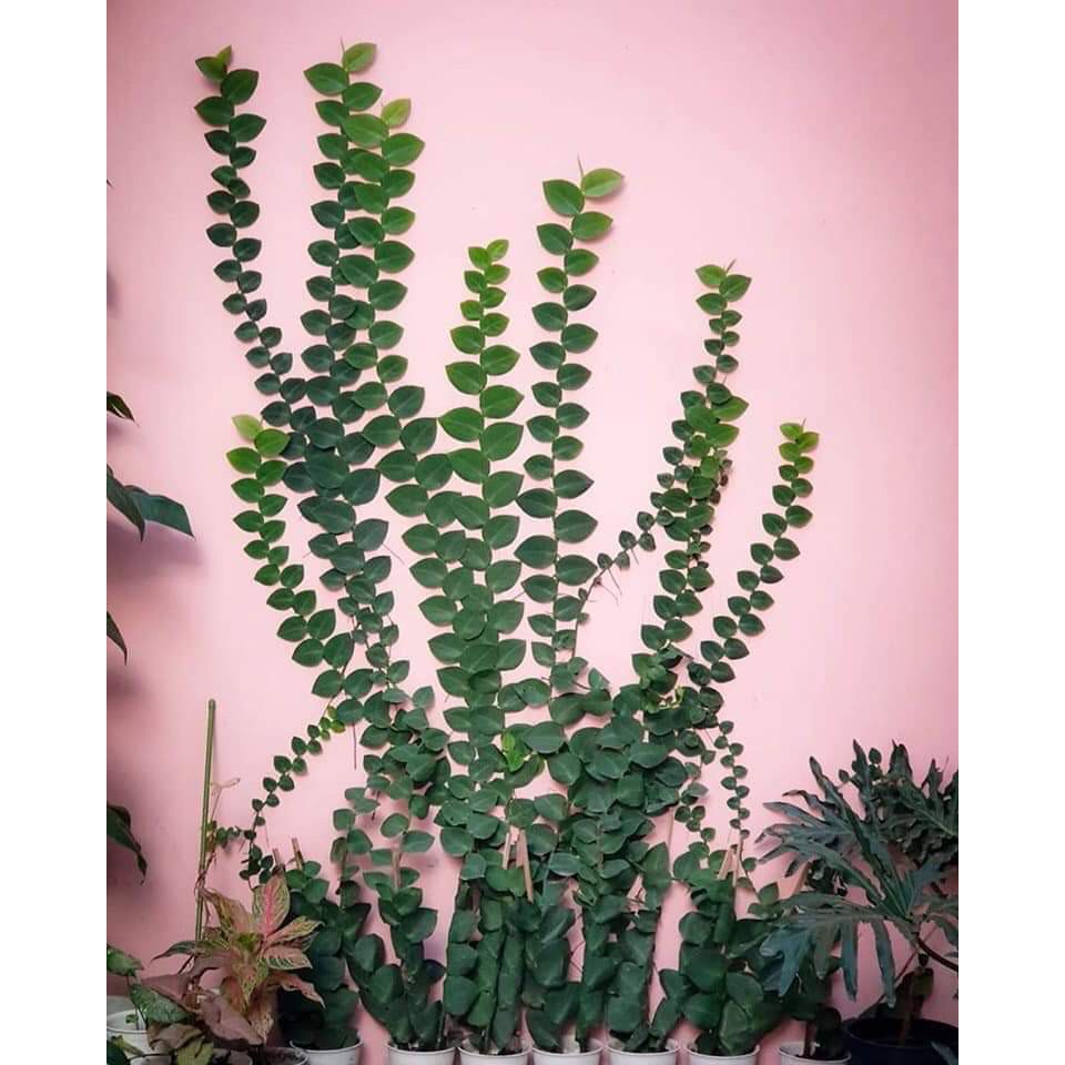 Cây tắc kè thái - Cây cảnh sân vườn - caykiengsadec