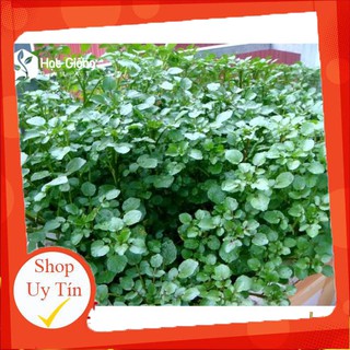 - Hạt Giống Xà Lách Xoong chất lượng.