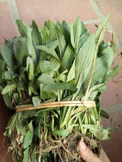 Thạch thảo kép com bo 200 cây