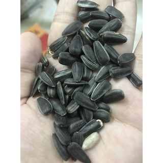 500g Hướng dương Nga tươi size trung.