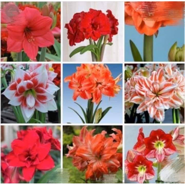 CỦ HUỆ CÁNH KÉP -  10 MÀU( khách được chọn màu)