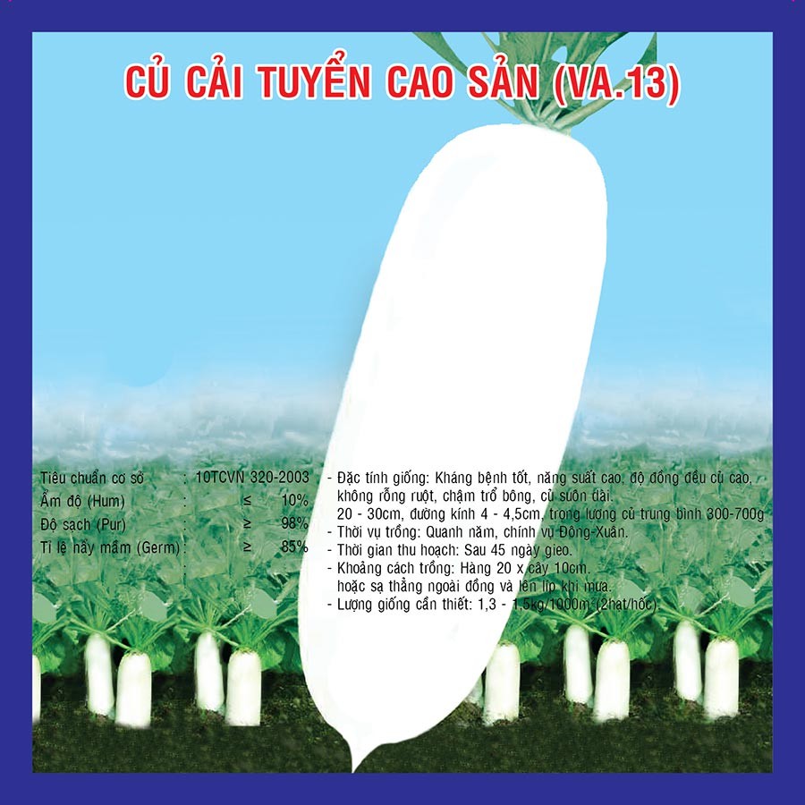 Hạt giống Củ Cải Tuyển Số 13 (VA.13) - 20 gram