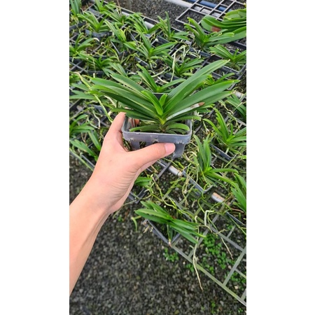 Lan Asco đủ màu cây trưởng thành