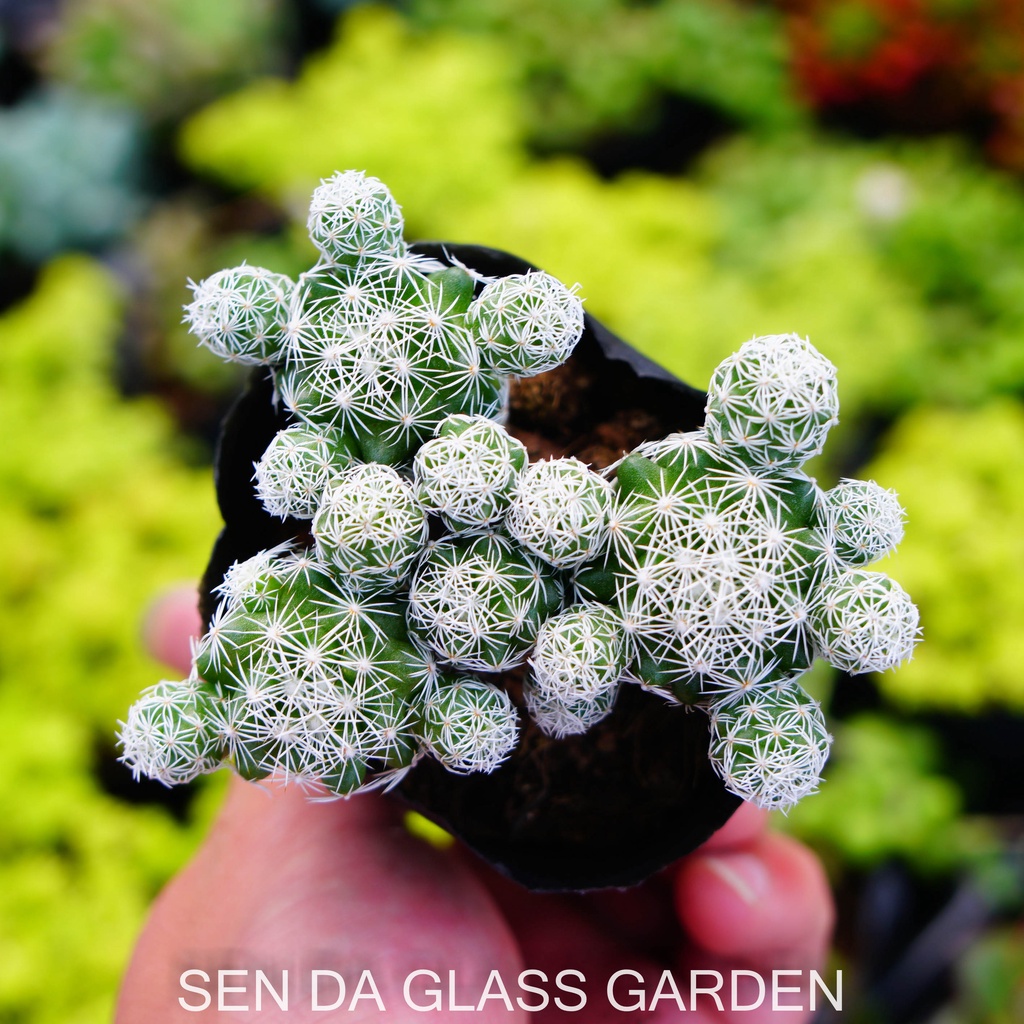 Xương Rồng Trứng chim GLASS GARDEN size nhỏ 5cm, bao khỏe, dễ trồng, Hàng Đà Lạt, lỗi 1 đổi 1