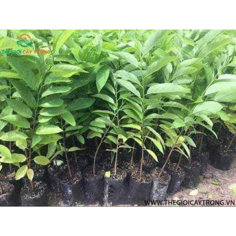 CÂY NA DAI THÁI , NA DỨA 1 năm cho quả 600g-900g/quả CÂY GIỐNG ẢNH THẬT