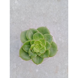 SEN ĐÁ XANH NGỌC SIZE VỈ