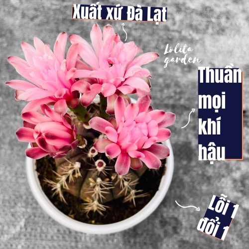Xương rồng gymno đang nụ Đà Lạt size trung bình cây cảnh trang trí nhà cửa Lolita garden
