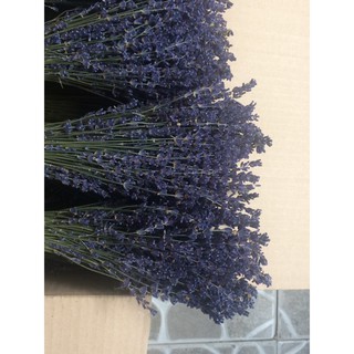 HOA LAVENDER NHẬP KHẨU PHÁP