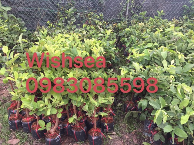 Cây ổi không hạt