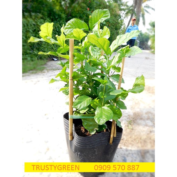 ALO SHOP SHIP KHÔNG GÃY CÂY-CHẬU HOA LÀI HOA NHÀI LỚN 55cm 200k tặngdịch trùn SHIP 30PHÚT KHOQ11,7,9,THỦĐỨC,PHÚNHUẬN