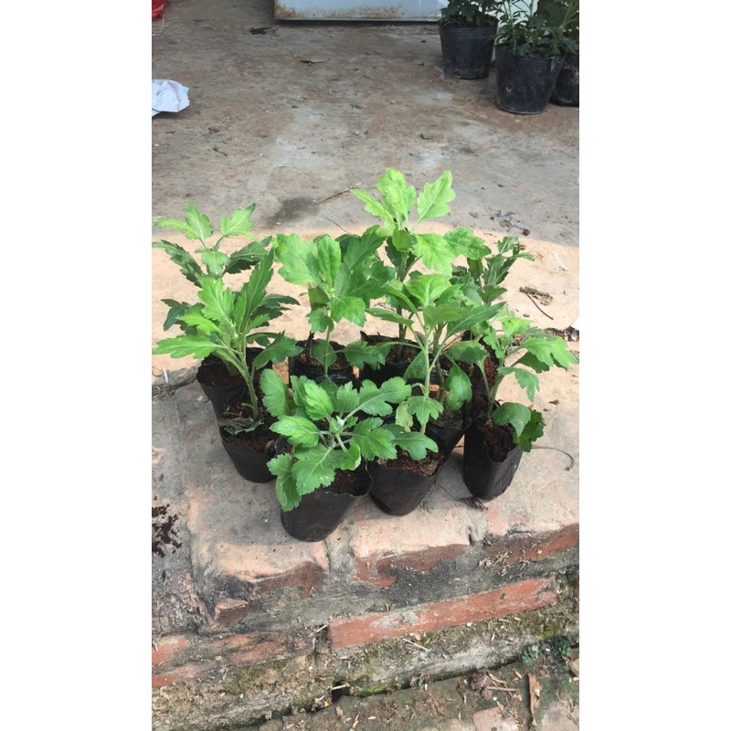 Cúc ấn độ combo 2 cây giống