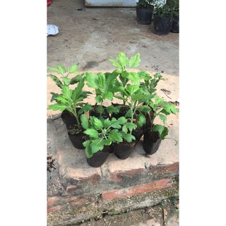 Cúc ấn độ combo 2 cây giống
