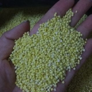 Hạt kê nếp màu vàng hạt nhỏ