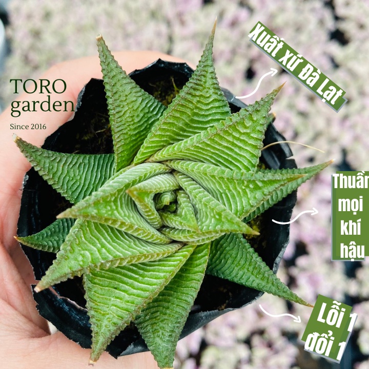 Móng rồng xoáy Đà Lạt size bé cây cảnh trang trí nhà cửa Toro garden