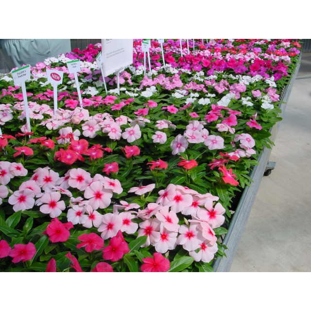 HẠT GIỐNG HOA DỪA CẠN RỦ MIX