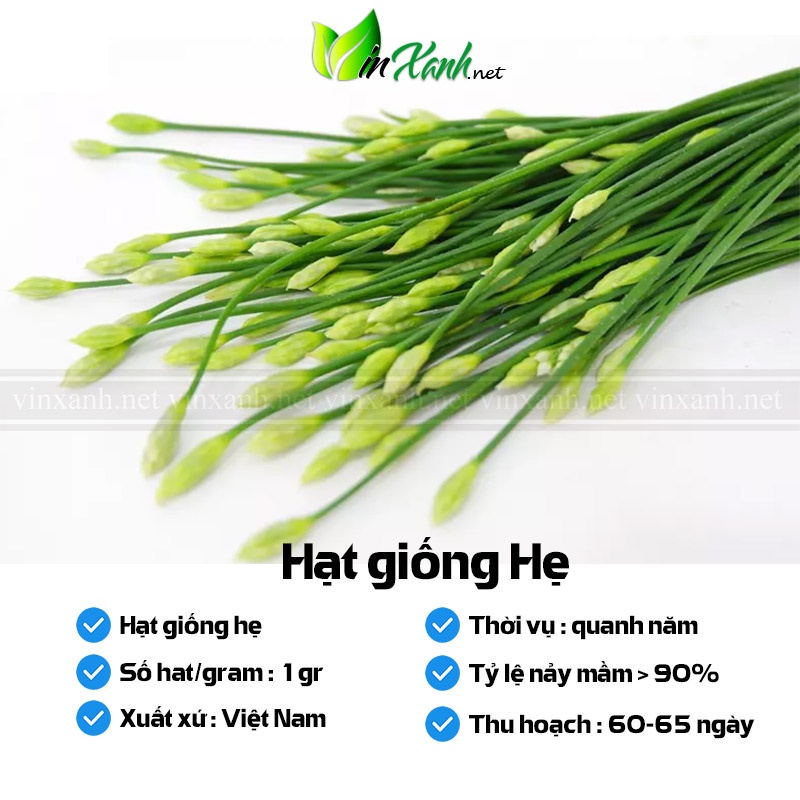 Hạt giống hẹ - NGUYÊN GÓI hàng công ty tuyển chọn tỷ lệ này mầm cao