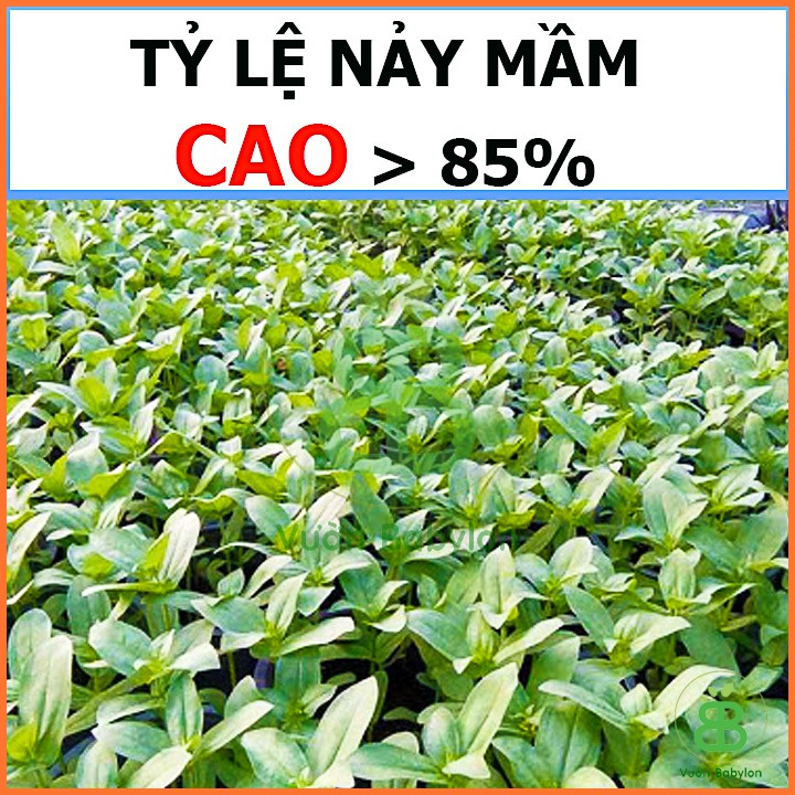 Hạt Giống Hoa Cúc Lá Nhám Nhiều Màu Dễ Trồng