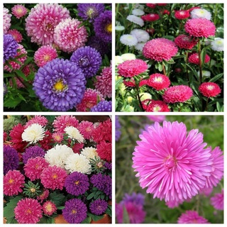 50 hạt giống cúc magic ( cúc đài Loan ) cúc mix