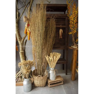 Bó cây khô trang trí