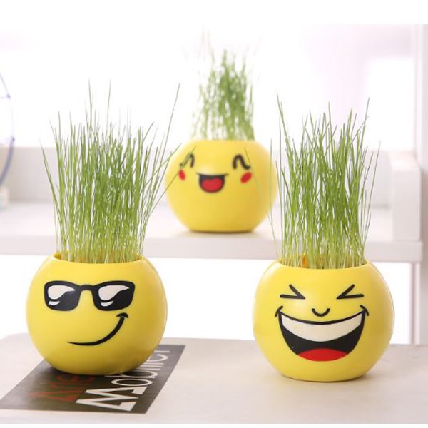 Hạt giống mầm lúa mạch 20gr