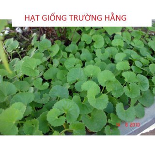 Giống Rau má lá nhỏ