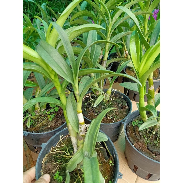 Hoa lan Đen rô Pensodas  chậu f18