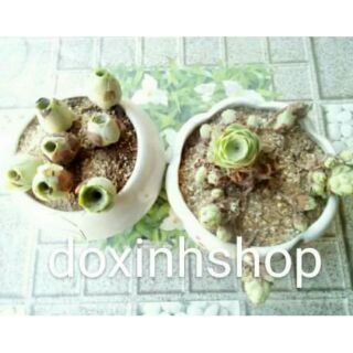 Combo thạch lan và sen đá hoa hồng xanh