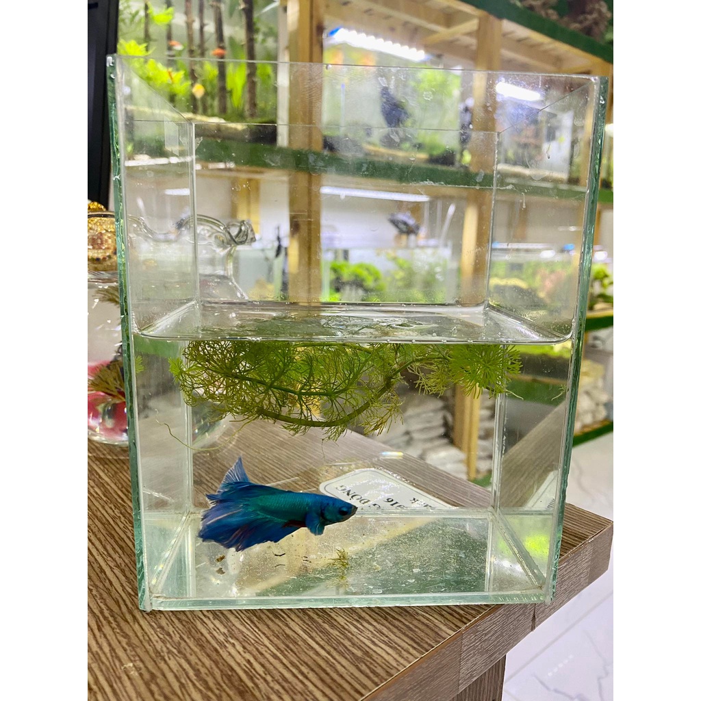 Hồ kính nuôi cá betta và guppy kích thước 15x10x18 cm