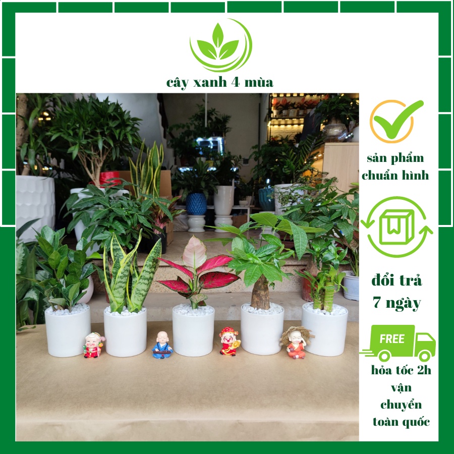 Combo 5 cây để bàn cực xinh ,kim tiền ,kim ngân ,lưỡi hổ,trúc phú quý,vạn lộc đỏ cao 30cm