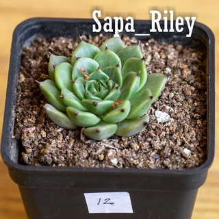 Sen đá Echeveria nhiều màu