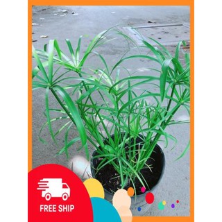 Cây Trúc Thuỷ