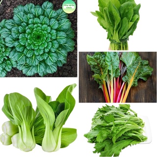 Hạt giống rau cải các loại ( cải hoa hồng,cầu vồng,bó xôi,...)